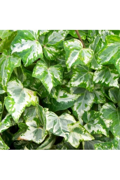 Плющ White Ripple як акцентна тіньовитривала рослина